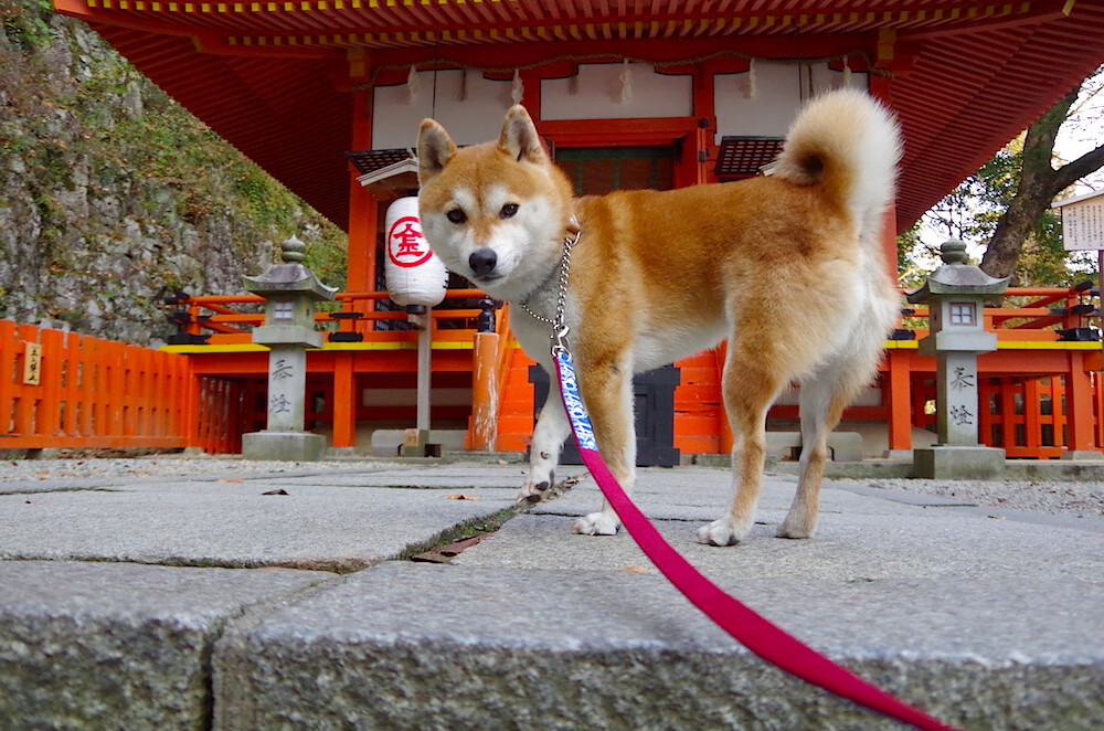 开云备用-五大联赛是否趋向阵型宽度最大化以撕裂防线，五大联赛系数