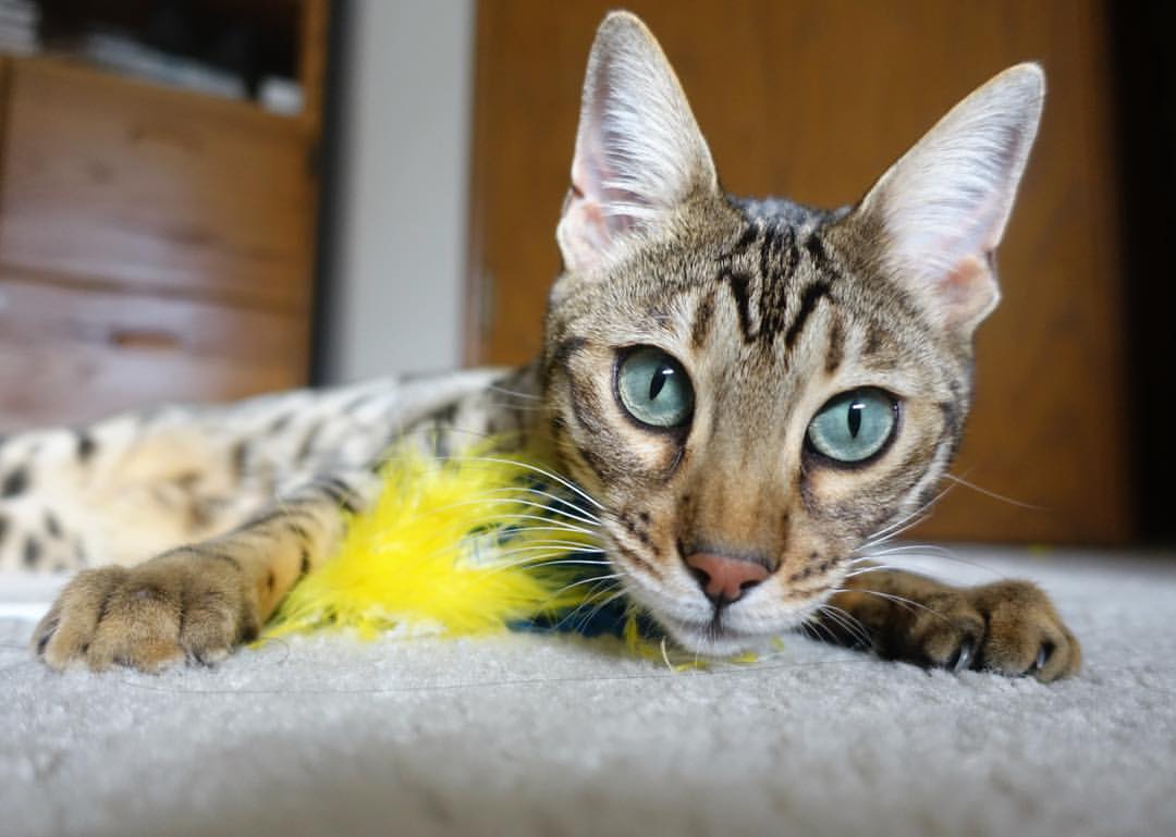 开云体育-亚洲杯中国足球冲击 数据分析揭示变化，足球亚洲杯中国成绩